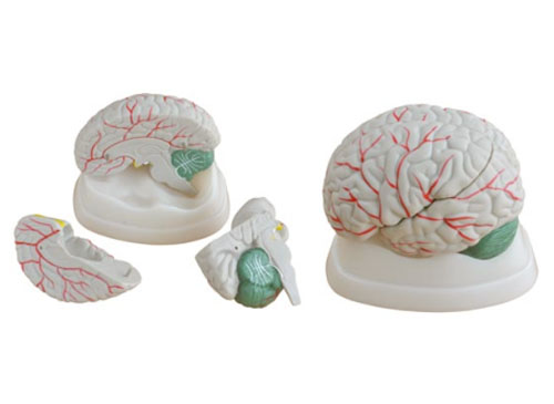 ZRJP-304A大脑模型?